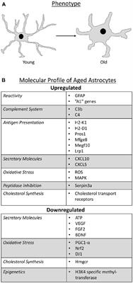 Astrocytes and Aging
